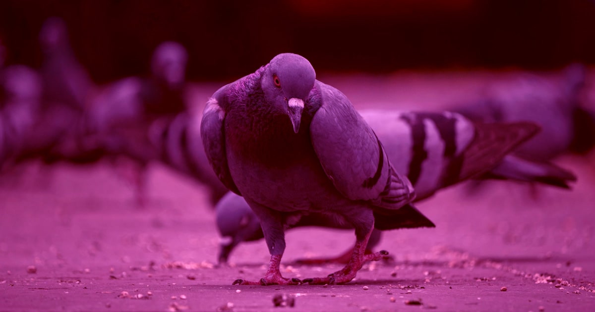 Empowered dove, colored in pink, illustrates buchona lesbian slang.