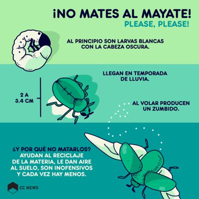Graphics with the life cycle of mayate