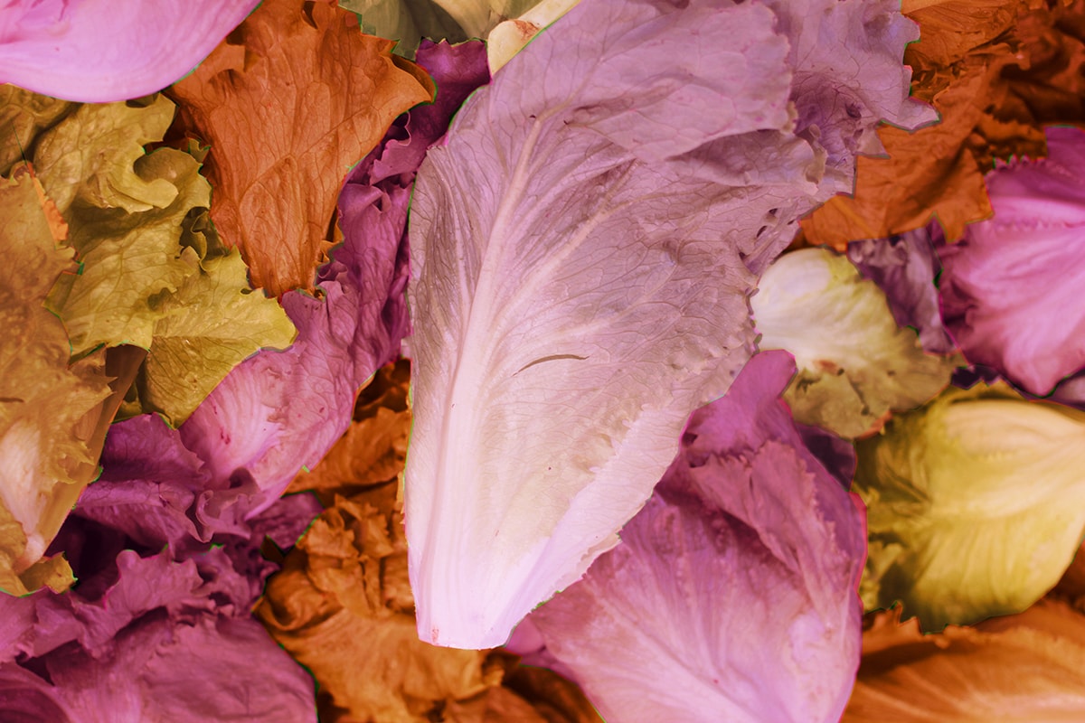 Lechuga | Spanish Lesbian Dictionary Lettuces colored with the colors of the lesbian flag to illustrate the Lechuga entry.
